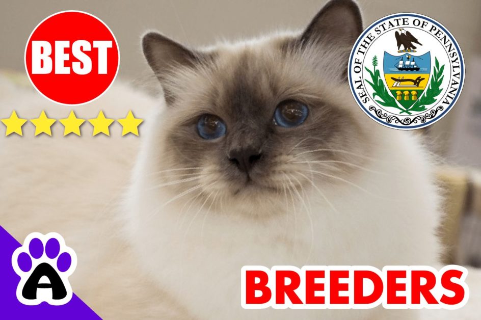 Birman Kittens For Sale In Pennsylvania 2022 | Best Reviewed Birman Breeders In PA