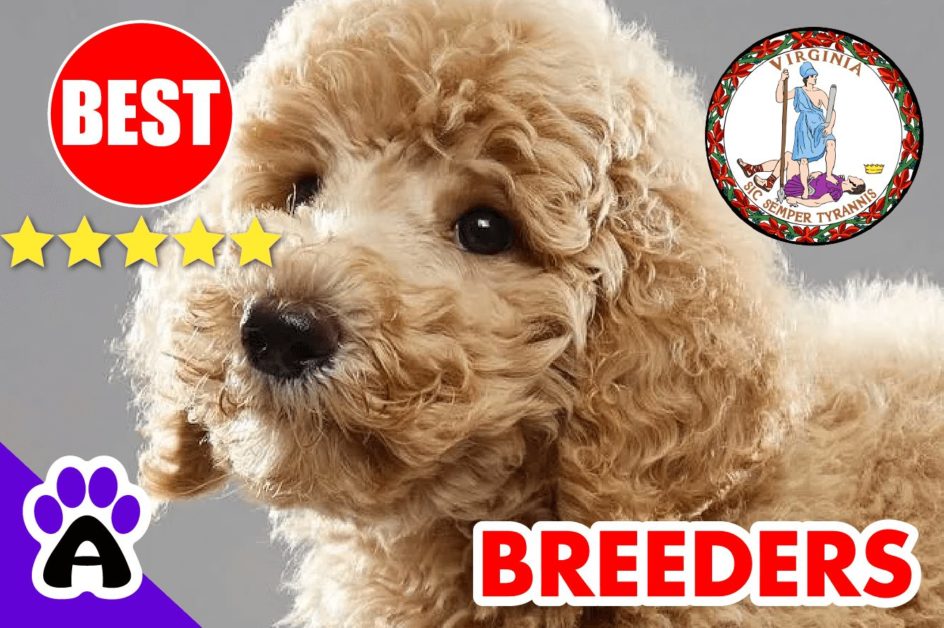 Poodle Puppies For Sale in Virginia-2024 | Best Poodle Breeders in VA