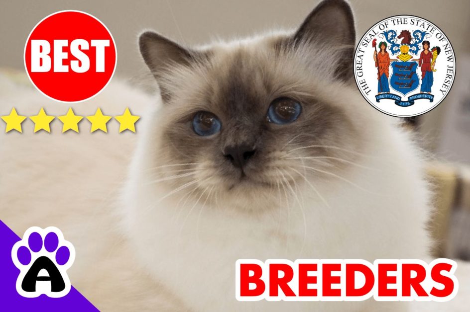 Birman Kittens For Sale In New Jersey 2022 | Best Reviewed Birman Breeders In NJ