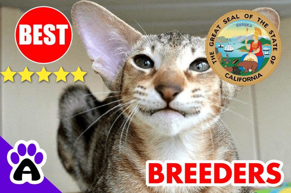 Oriental Kittens For Sale In California-2024 | Best Reviewed Oriental Cat Breeders In CA