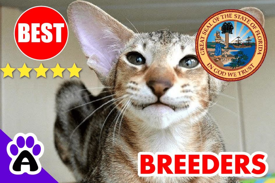 Oriental Kittens For Sale In Florida-2024 | Best Reviewed Oriental Cat Breeders In FL