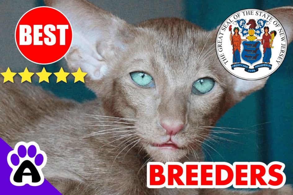 Oriental Kittens For Sale In New Jersey-2024 | Best Reviewed Oriental Cat Breeders In NJ