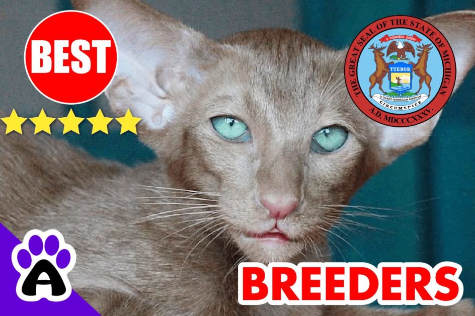 Oriental Kittens For Sale In Michigan 2022 | Best Reviewed Oriental Cat Breeders In MI