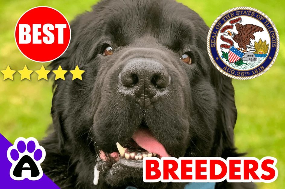 Newfoundland Puppies For Sale in Illinois-2024 | Best Newfoundland Breeders in IL