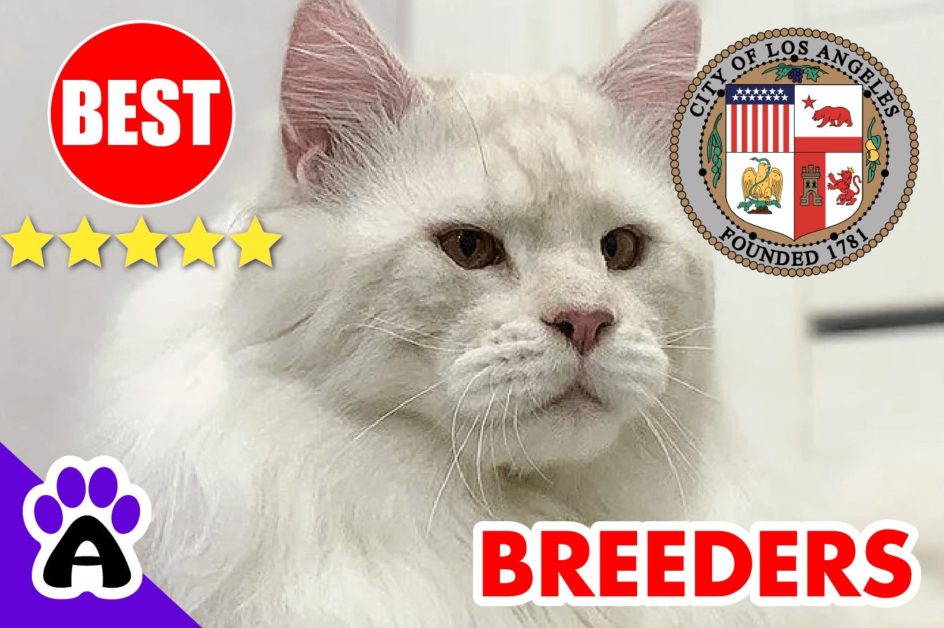 Maine Coon Kittens For Sale In Los Angeles | Best Reputable Maine Coon Breeders near Los Angeles, CA
