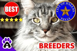 Maine Coon Kittens For Sale Dallas | Best Reviewed Maine Coon Breeders Near Dallas TX