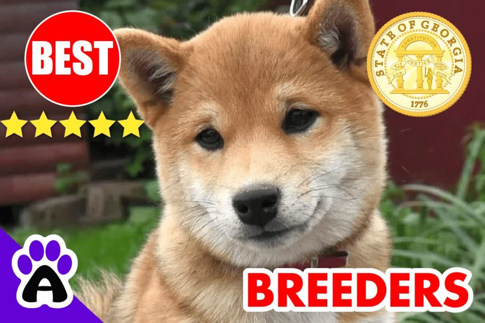Shiba Inu Puppies For Sale Georgia-2023 | Best Shiba Inu Breeders in GA