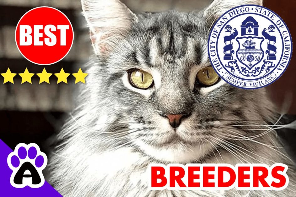 Maine Coon Kittens For Sale San Diego | Best Reviewed Maine Coon Cat Breeders In San Diego CA