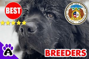 Newfoundland Puppies For Sale in Missouri-2024 | Best Newfoundland Breeders in MO