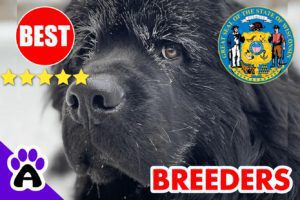 Newfoundland Puppies For Sale in Wisconsin-2024 | Best Newfoundland Breeders in WI