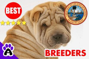 Shar-Pei Puppies For Sale in Florida 2022 | Best Shar-Pei Breeders in FL