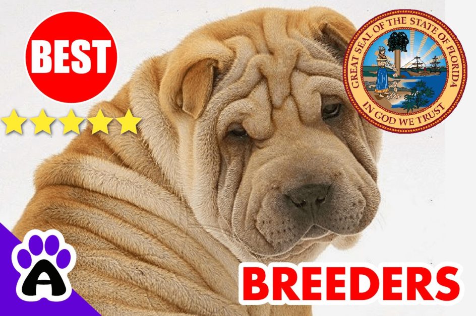 Shar-Pei Puppies For Sale in Florida 2022 | Best Shar-Pei Breeders in FL