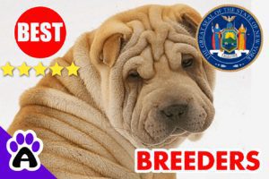 Shar-Pei Puppies For Sale in New York-2023 | Best Shar-Pei Breeders in NY