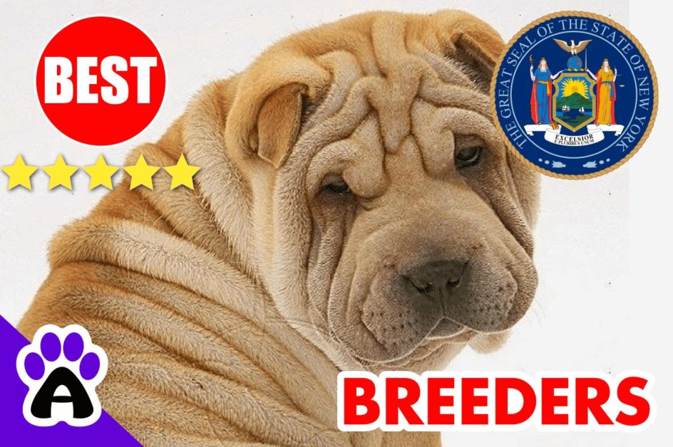 Shar-Pei Puppies For Sale in New York-2024 | Best Shar-Pei Breeders in NY