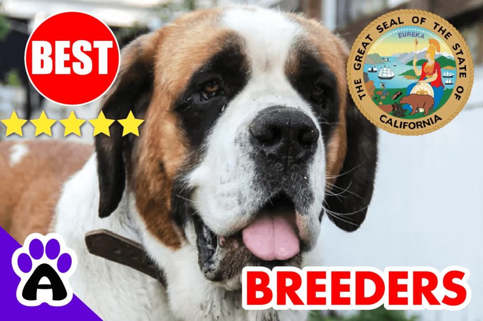 St. Bernard Puppies For Sale in California 2022 | Best St. Bernard Breeders in CA