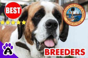 St. Bernard Puppies For Sale in Florida-2023 | Best St. Bernard Breeders in FL