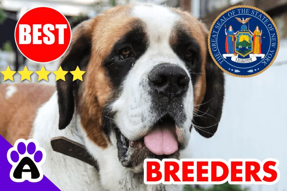 St. Bernard Puppies For Sale in New York-2023 | Best St. Bernard Breeders in NY
