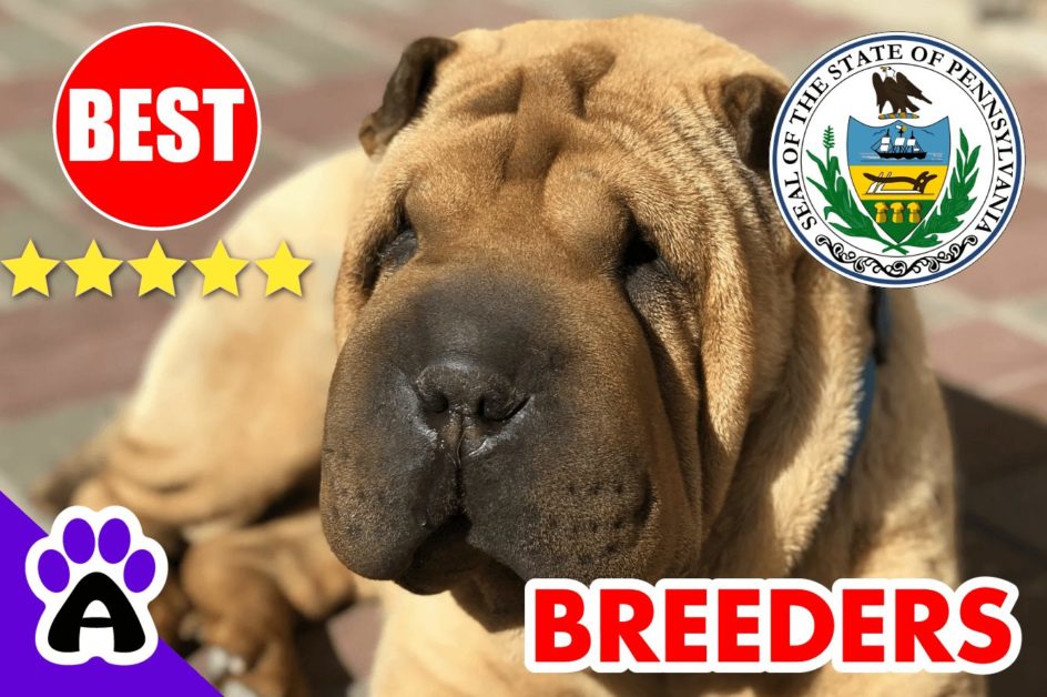 Shar-Pei Puppies For Sale in Pennsylvania-2024 | Best Shar-Pei Breeders in PA