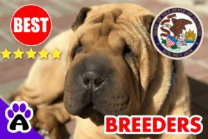 Shar-Pei Puppies For Sale in Illinois 2022 | Best Shar-Pei Breeders in IL