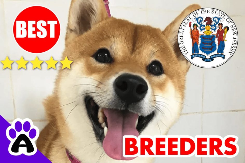 Shiba Inu Puppies For Sale New Jersey 2022 | Best Shiba Inu Breeders in NJ