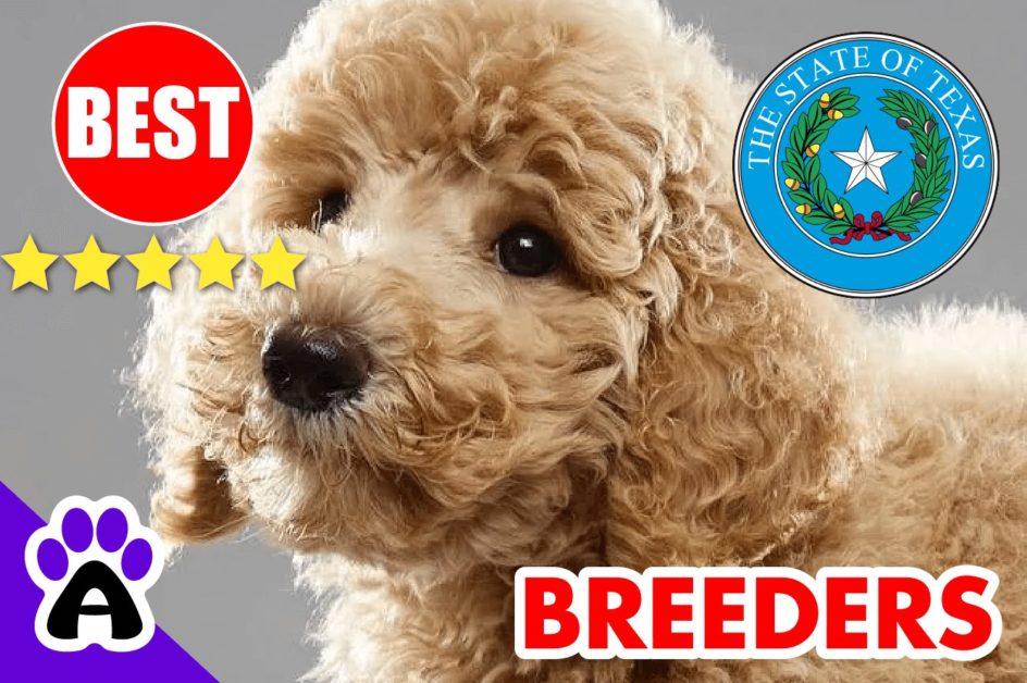 Poodle Puppies For Sale in Texas-2024 | Best Poodle Breeders in TX