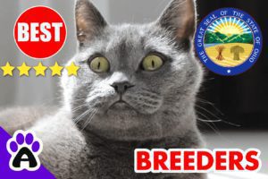 British Shorthair Kittens For Sale In Ohio-2024 | British Shorthair Breeders In OH