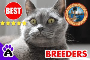 British Shorthair Kittens For Sale In Florida-2024 | British Shorthair Breeders In FL