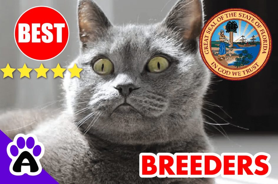 British Shorthair Kittens For Sale In Florida 2022 | British Shorthair Breeders In FL