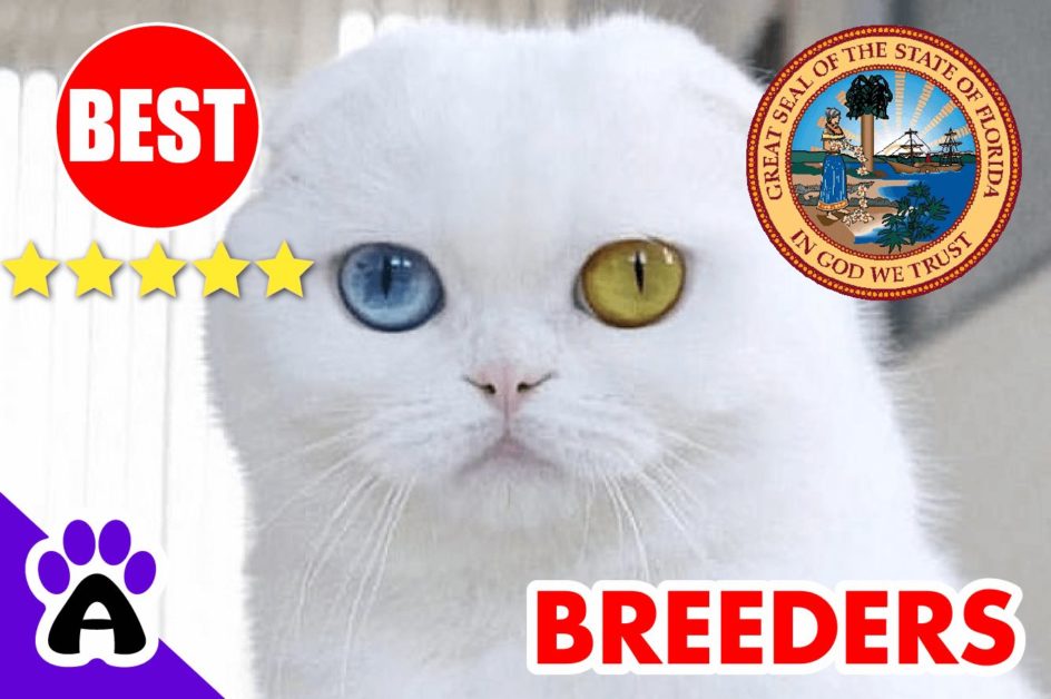 Scottish Fold Kittens For Sale In Florida 2022 | Scottish Fold Breeders In FL
