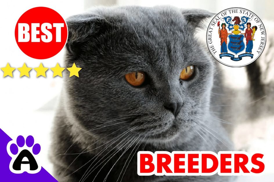 Scottish Fold Kittens For Sale in New Jersey 2022 | Scottish Fold Breeders in NJ