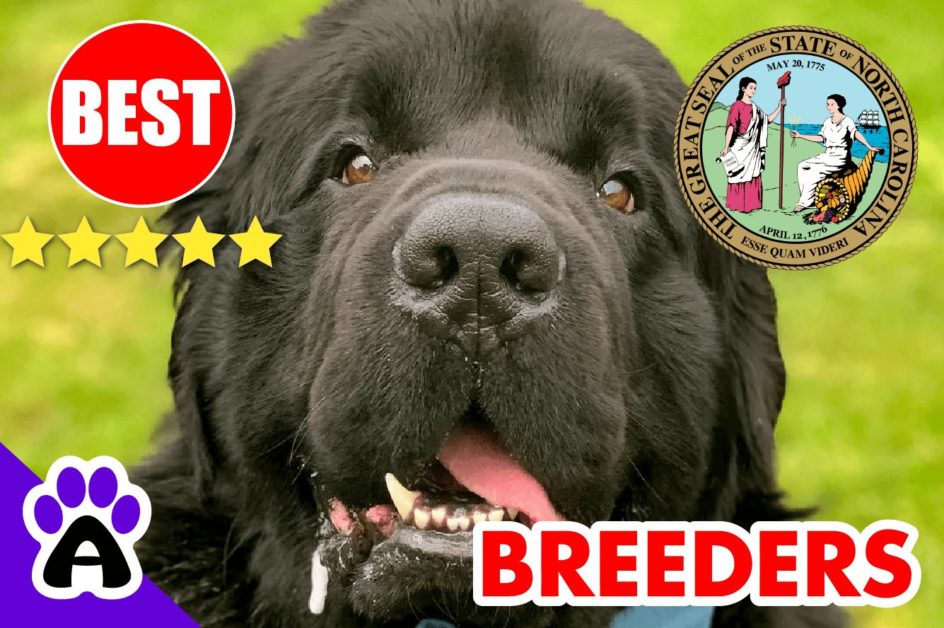 Newfoundland Puppies For Sale in North Carolina-2024 | Best Newfoundland Breeders in NC
