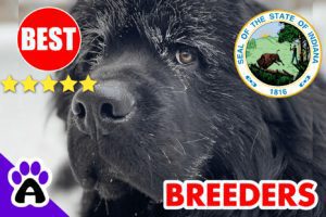 Newfoundland Puppies For Sale in Indiana-2024 | Best Newfoundland Breeders in IN