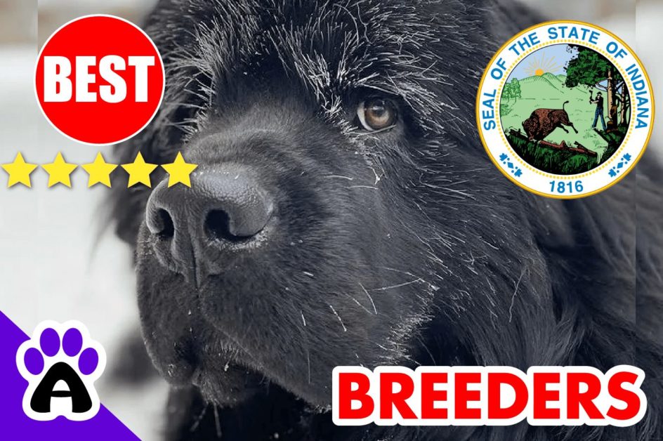 Newfoundland Puppies For Sale in Indiana 2022 | Best Newfoundland Breeders in IN