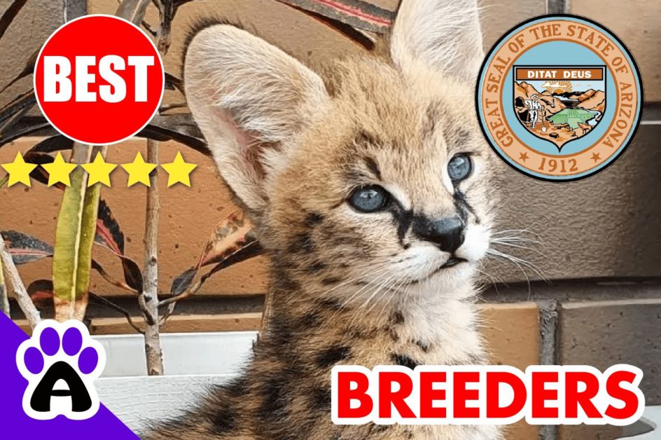 Savannah Cats For Sale in Arizona-2023 | Best Savannah Cat Breeders in AZ