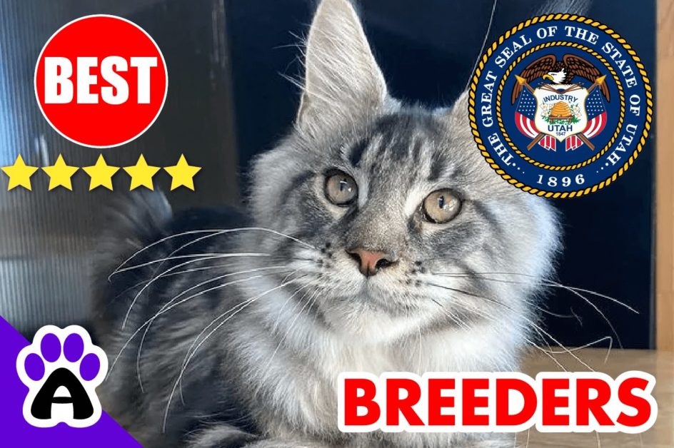 Maine Coon Kittens For Sale Utah 2022 | Best Reviewed Maine Coon Breeders In UT