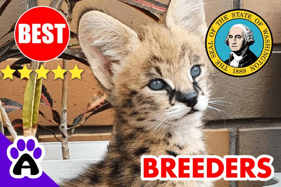 Savannah Cats For Sale Washington 2022 | Best Savannah Cat Breeders in WA