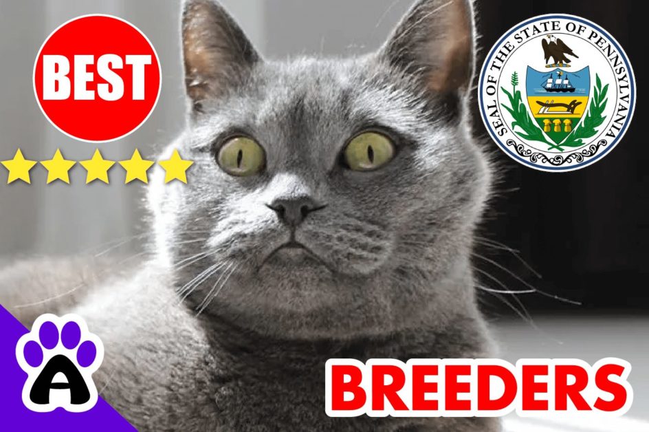 British Shorthair Kittens For Sale In Pennsylvania-2024 | British Shorthair Breeders In PA