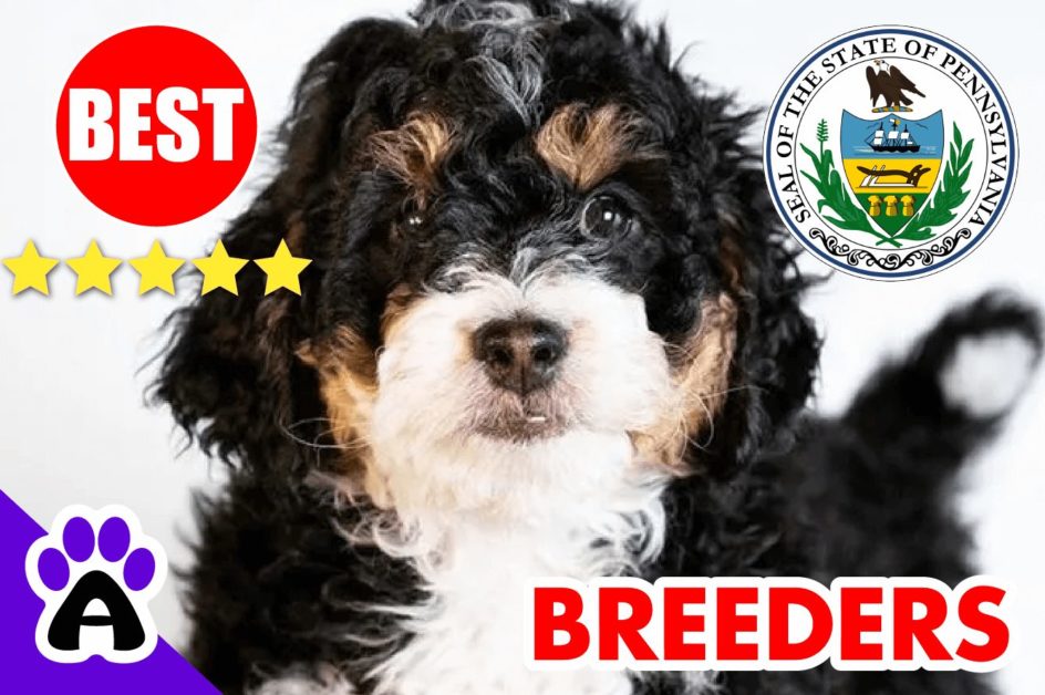 Bernedoodle Puppies For Sale in Pennsylvania 2022 | Best Bernedoodle Breeders in PA