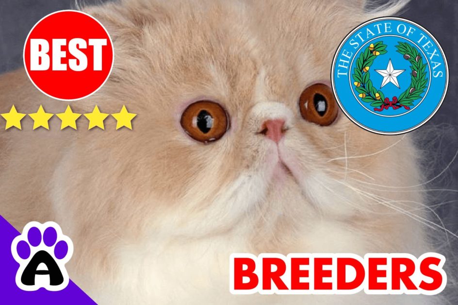 Exotic Shorthair Kittens For Sale In Texas-2024 | Best Reviewed Exotic Shorthair Breeders In TX