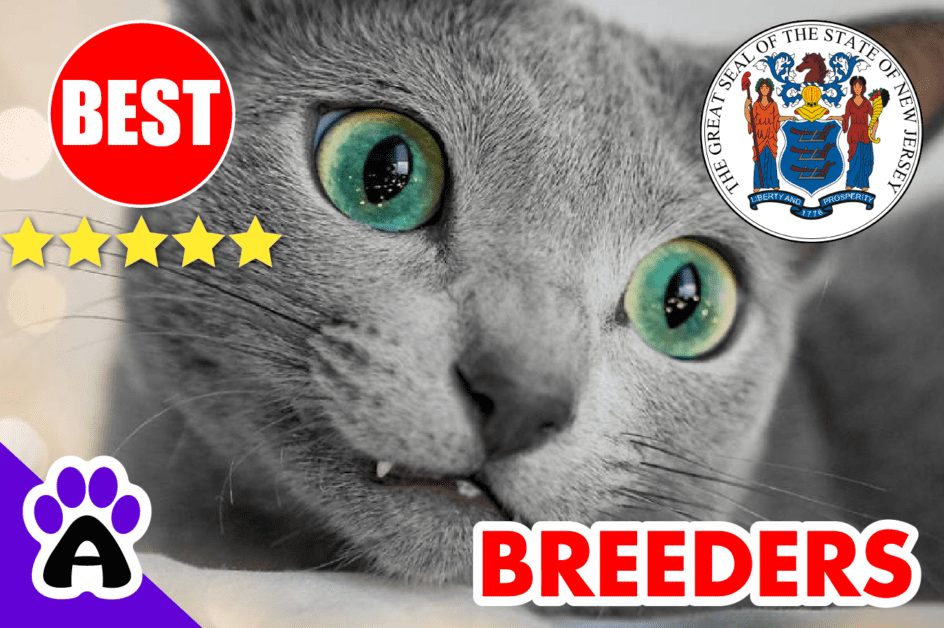 Russian Blue Kittens For Sale in New Jersey 2022 | Russian Blue Breeders in NJ