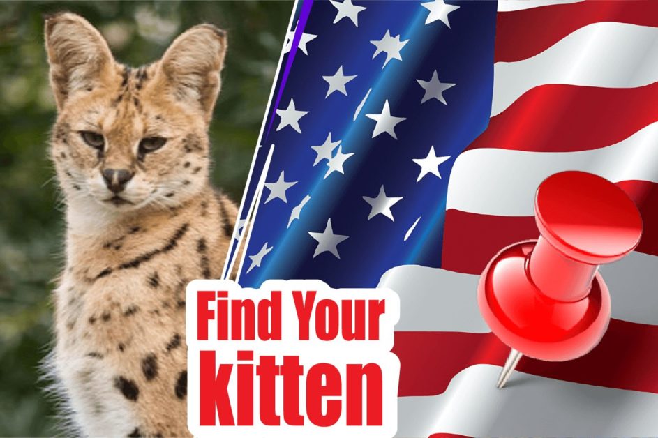 Savannah Cats For Sale 2022 | Best Savannah Cat Breeders