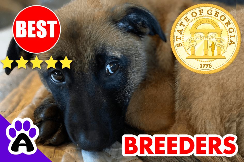 Belgian Malinois Puppies For Sale Georgia 2022 | Best Belgian Malinois Breeders in GA