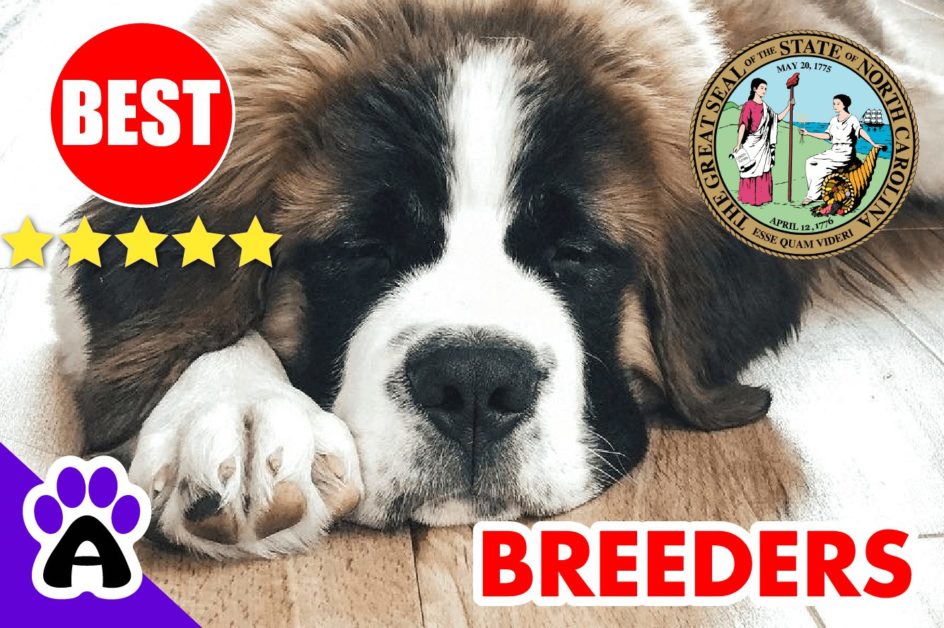 St. Bernard Puppies For Sale in North Carolina-2023 | Best St. Bernard Breeders in NC