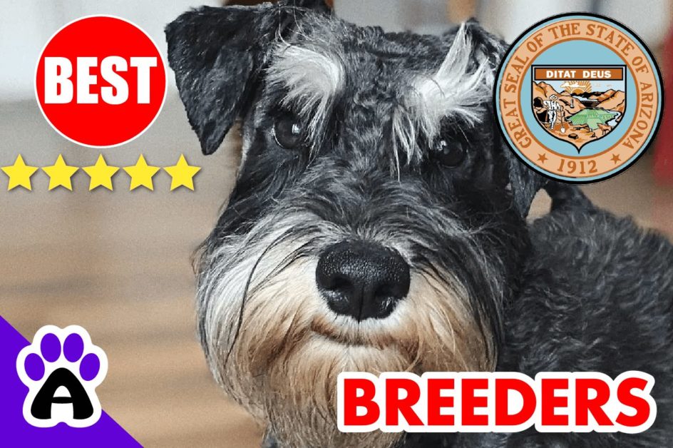 Miniature Schnauzer Puppies For Sale Arizona 2022 | Best Miniature Schnauzer Breeders in AZ