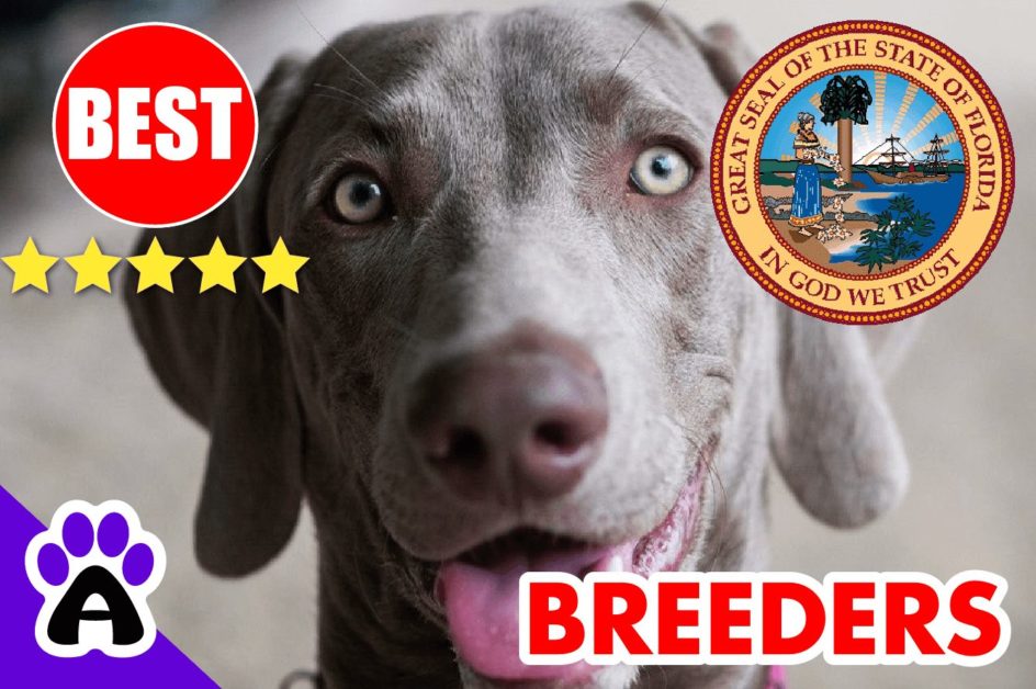 Weimaraner Puppies For Sale In Florida 2022 | Weimaraner Breeders in FL