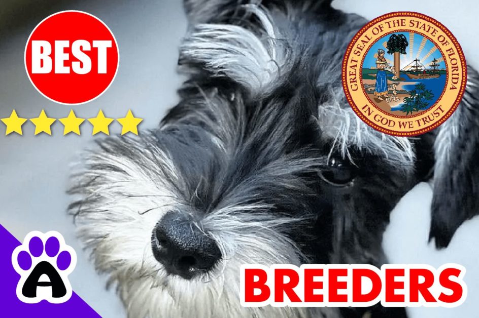 Miniature Schnauzer Puppies For Sale in Florida-2023 | Best Miniature Schnauzer Breeders in FL