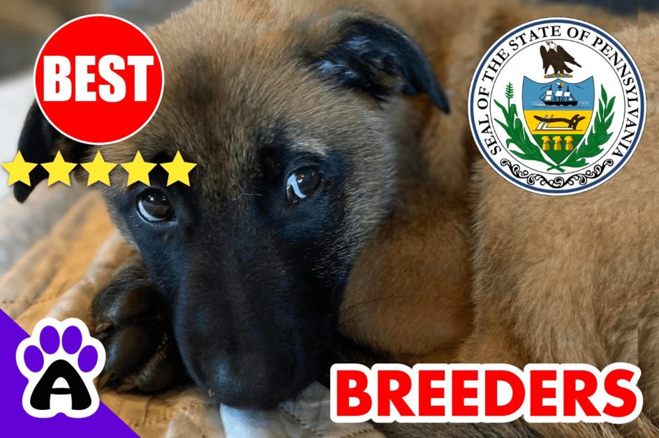 Belgian Malinois Puppies For Sale Pennsylvania 2022 | Best Belgian Malinois Breeders in PA