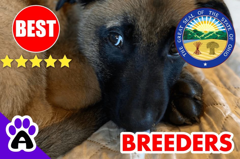 Belgian Malinois Puppies For Sale Ohio-2023 | Best Belgian Malinois Breeders in OH