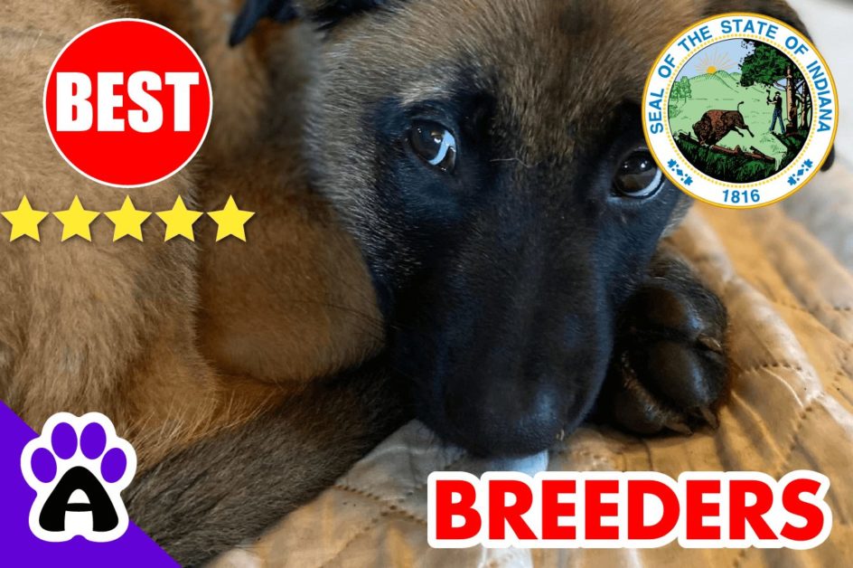 Belgian Malinois Puppies For Sale Indiana 2022 | Best Belgian Malinois Breeders in IN