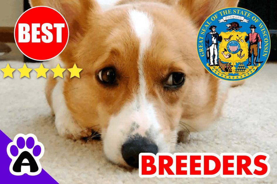 5 Top Reviewed Corgi Breeders in Wisconsin 2022 | Corgi Puppies for Sale Wisconsin